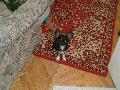 Mr flve, hogy megszletett