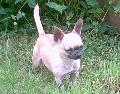 Sti eddig elrt eredmnyei: 19XBOB, 10XCACIB,3XR.CACIB,27XCAC,3XHPJ,DGY,HSCH,HJCH,HCH